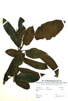 藏品(山鹽青(羅氏鹽膚木))的圖片